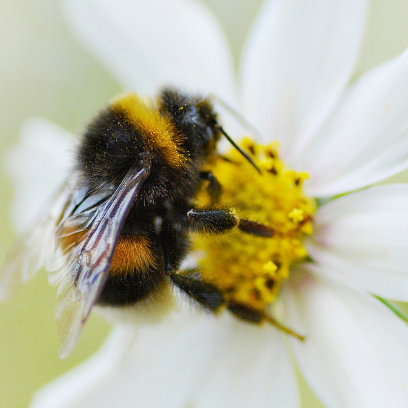 Bumble bee (1)